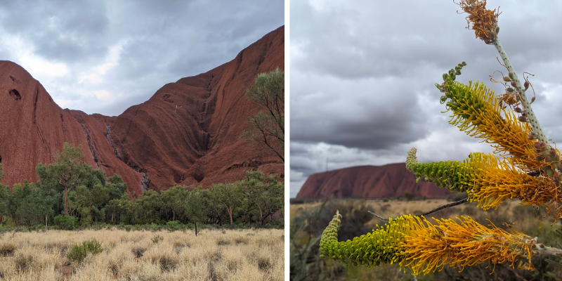 Two images. A close up of Uluru with heavy clouds. A picture of a native plant with uluru in the background.